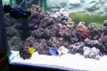 [TodoMarino.com] os presento mi acuario
