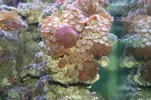 [TodoMarino.com] os presento mi acuario
