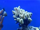 [TodoMarino.com] Otro con Blau 91l