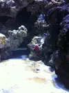 [TodoMarino.com] Blenny reef 80L