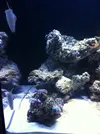 [TodoMarino.com] Blenny reef 80L