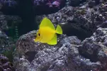 [TodoMarino.com] os presento mi acuario