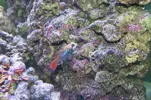 [TodoMarino.com] os presento mi acuario