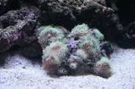 [TodoMarino.com] os presento mi acuario
