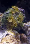 [TodoMarino.com] Blenny reef 80L