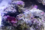 [TodoMarino.com] Blenny reef 80L