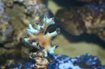 [TodoMarino.com] alguien me puede alludar con este coral