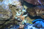 [TodoMarino.com] alguien me puede alludar con este coral