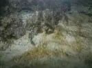 [TodoMarino.com] Como veis que va mi acuario???