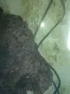 [TodoMarino.com] Como veis que va mi acuario???