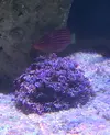 [TodoMarino.com] Vendo Goniopora roja metálico y zoanthus rasta - Terrassa, Vallès Occidental