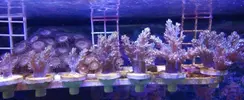 [TodoMarino.com] Árbol de Kenya, zoanthus, sarco y discosomas MURCIA, NO ENVÍOS
