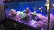 [TodoMarino.com] Acuario 700 litros - Sagunto (valencia)