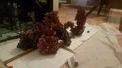 [TodoMarino.com] Pisito Reef. Poco a poco, ahora sí