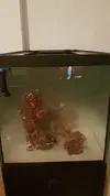 [TodoMarino.com] Pisito Reef. Poco a poco, ahora sí