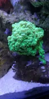 [TodoMarino.com] Caulastrea verde grande VALENCIA - Valencia