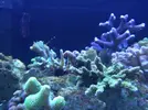 [TodoMarino.com] Ventino's reef