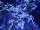 [TodoMarino.com] Ventino's reef