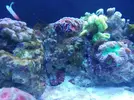 [TodoMarino.com] Ventino's reef
