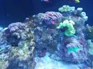 [TodoMarino.com] Ventino's reef