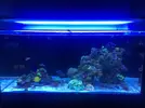 [TodoMarino.com] Ventino's reef