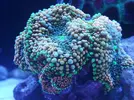 [TodoMarino.com] Ventino's reef