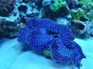 [TodoMarino.com] Ventino's reef