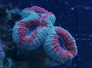 [TodoMarino.com] Ventino's reef