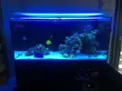 [TodoMarino.com] Ventino's reef