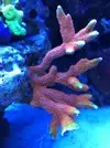 [TodoMarino.com] Ventino's reef