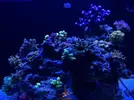 [TodoMarino.com] Ventino's reef