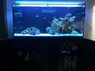 [TodoMarino.com] Ventino's reef