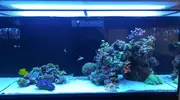 [TodoMarino.com] Ventino's reef