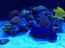 [TodoMarino.com] Ventino's reef