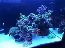 [TodoMarino.com] Ventino's reef