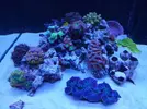 [TodoMarino.com] Ventino's reef