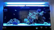 [TodoMarino.com] Ventino's reef