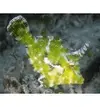 [TodoMarino.com] VENDO  HEXATENIA Y TOMENTOSUS - CASTELLON