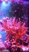 [TodoMarino.com] esquejes sps - malaga