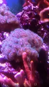[TodoMarino.com] esquejes sps - malaga