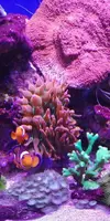 [TodoMarino.com] Anemonas cuadricolor - Murcia