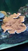 [TodoMarino.com] Vendo Plato montipora y Lobophyllia roja. MADRID - San Sebastián de los Reyes