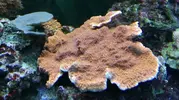 [TodoMarino.com] Vendo Plato montipora y Lobophyllia roja. MADRID - San Sebastián de los Reyes