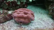 [TodoMarino.com] Vendo Plato montipora y Lobophyllia roja. MADRID - San Sebastián de los Reyes