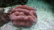 [TodoMarino.com] Vendo Plato montipora y Lobophyllia roja. MADRID - San Sebastián de los Reyes