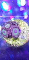 [TodoMarino.com] Vendo mucho tipos de zoanthus ... - Sevilla