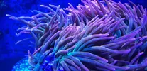 [TodoMarino.com] Cambio anemona quatricolor