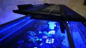 [TodoMarino.com] Vendo Maxspect r420r 320 w - Torredembarra