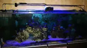 [TodoMarino.com] Vendo Maxspect r420r 320 w - Torredembarra