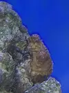 [TodoMarino.com] Ayuda!!!!! Que es esto???